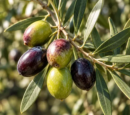 Olive verdi e nere su un ramo di olivo