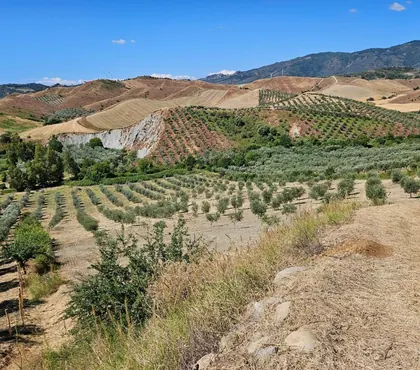 Oliveto giovane tra le colline di Petilia Policastro, in provincia di Crotone