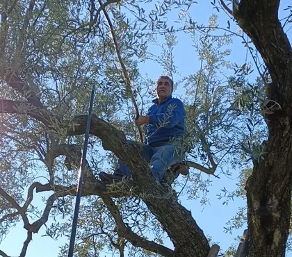 Raccolta delle olive su un olivo antico