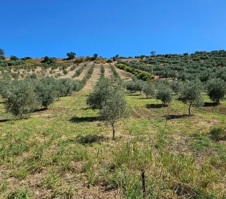 Filari di olivi che salgono la collina